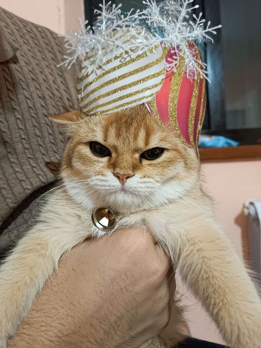 Британская золотая Шиншилла