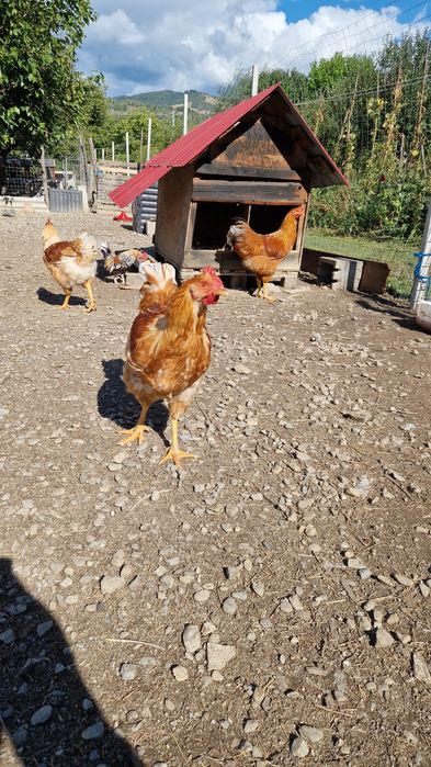 Vând gâște bibilici