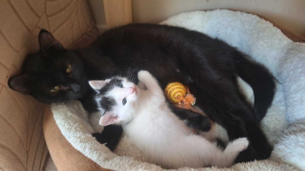 коте бебе търси дом