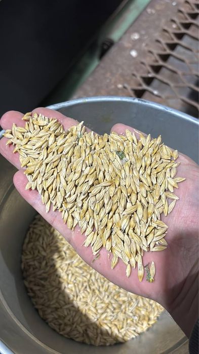 Арпа ем – 3 550 сўмдан | Яхши сифат, келишамиз!