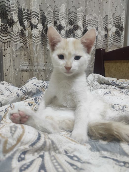 Отдам котенка в добрые руки