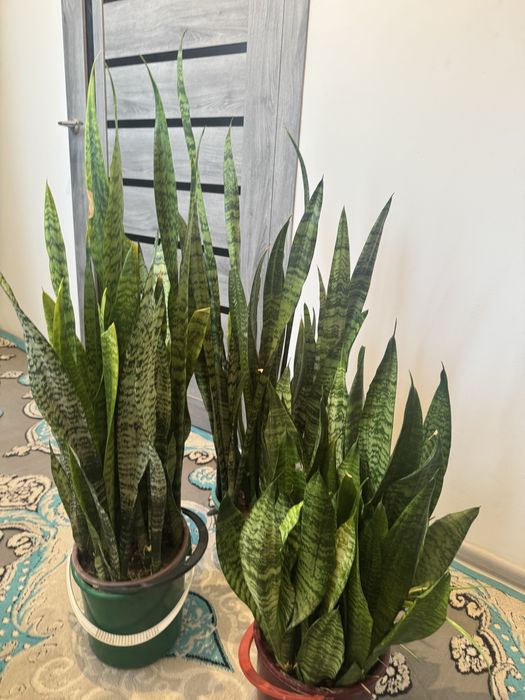 Сансаверия цветок