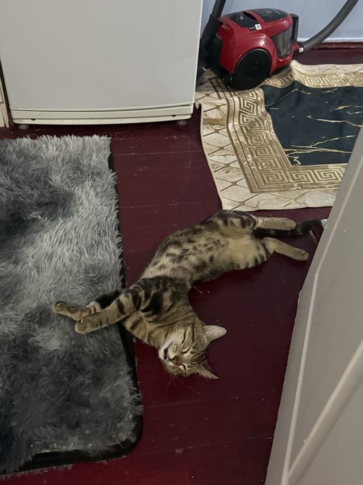 Потерялся кот Феликс