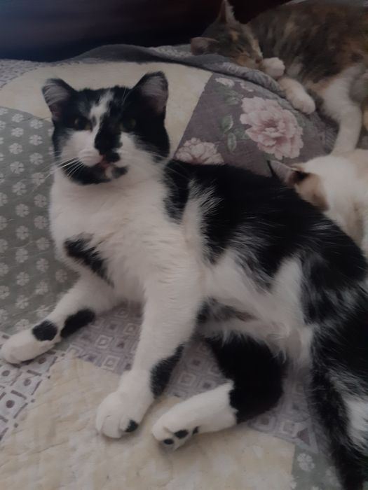 Кошечки стерилизованные