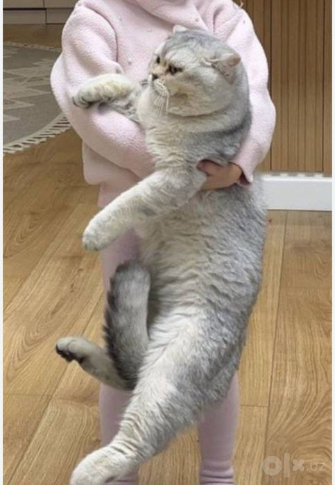 Вязка кот серебристый