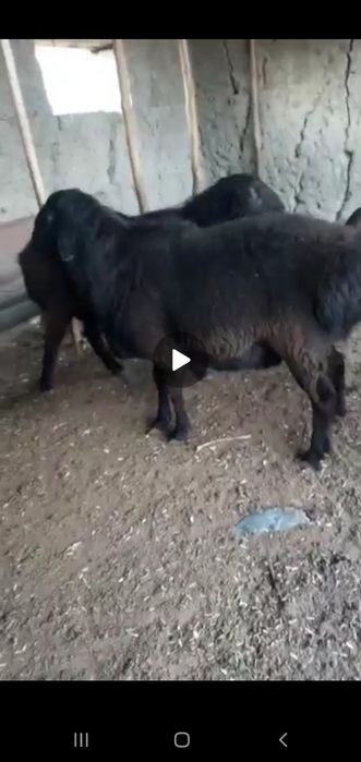 Zotli qo'y urug'likka