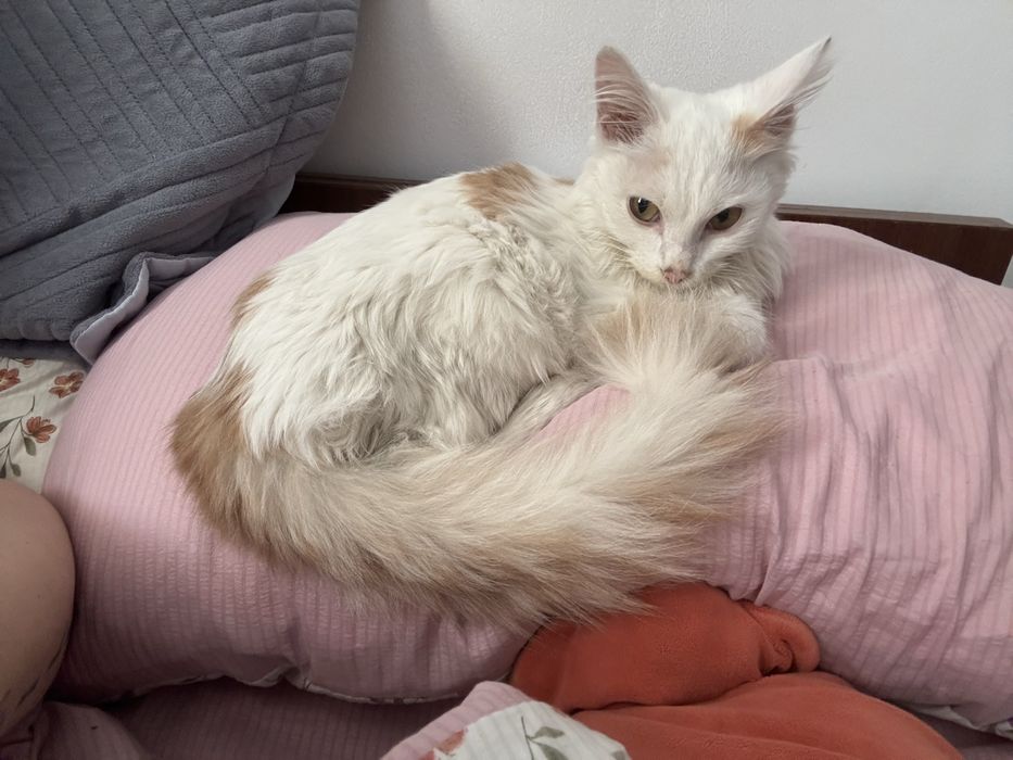 Ласковый котик ищет дом