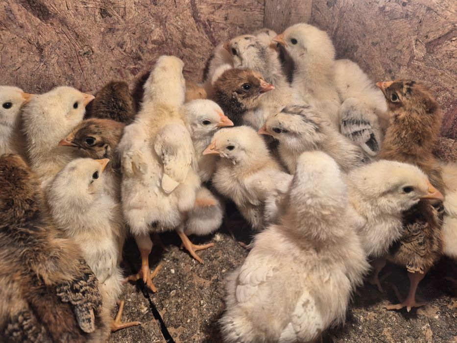 Балапандар цыплята