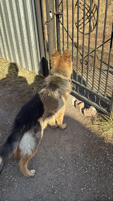 Немецки овчарка длиношорстный