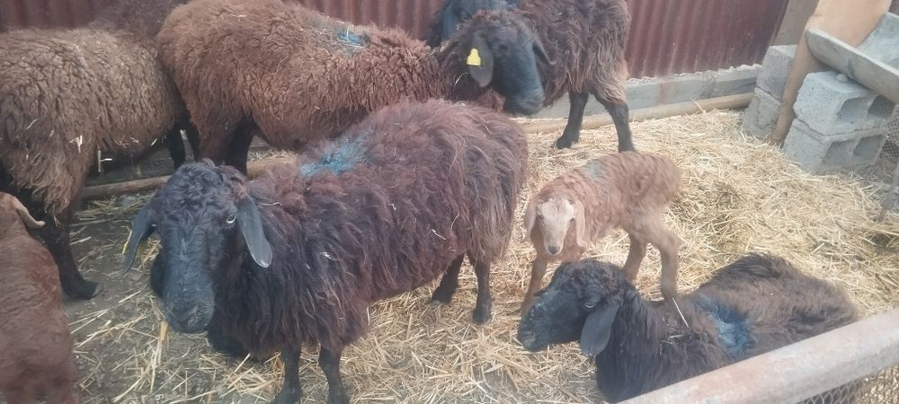 Қозылы қой 3 еркек 3кргашы