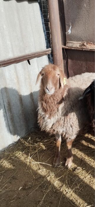 Продам овцу бараны