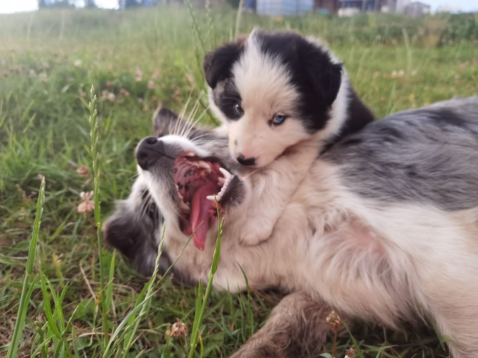 Pui Border Collie