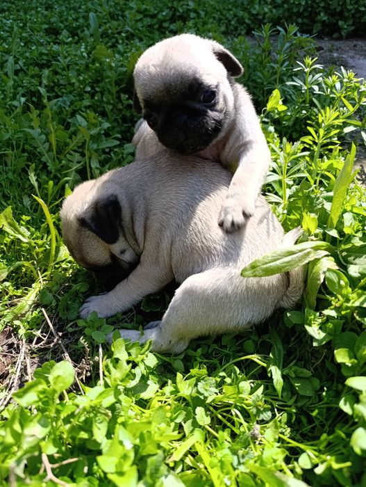 Щенки мопса чистокровные