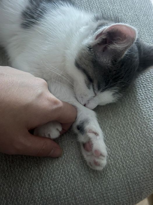 Отдам котёнка в добрые руки
