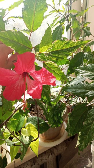 Гибискус китайская роза