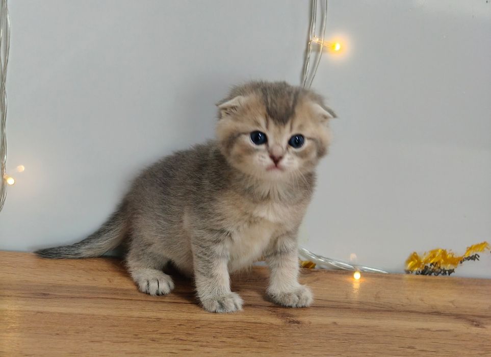 Алматы Огромный выбор котят