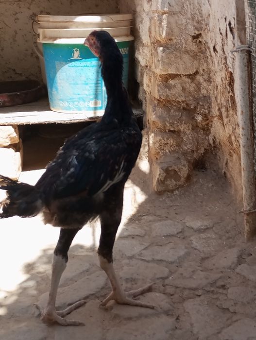 Kafolati bor kelishamiz