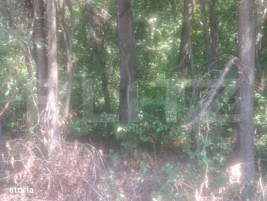 Padure de vanzare, 0,75 hectare, zona Suta Seaca