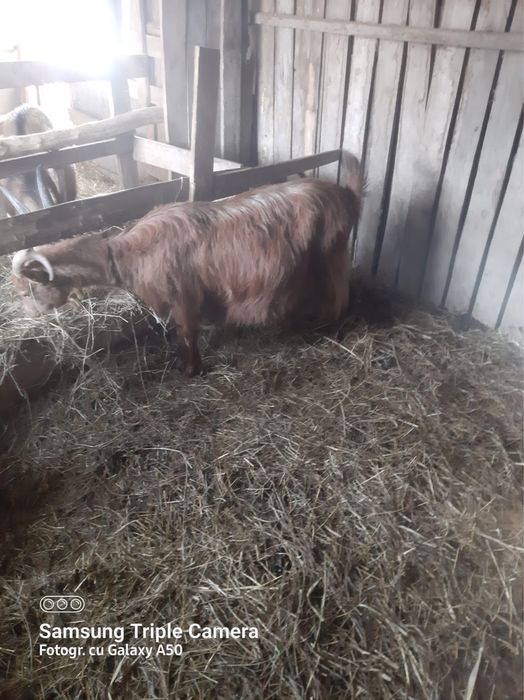 Vand capra gestanta    .