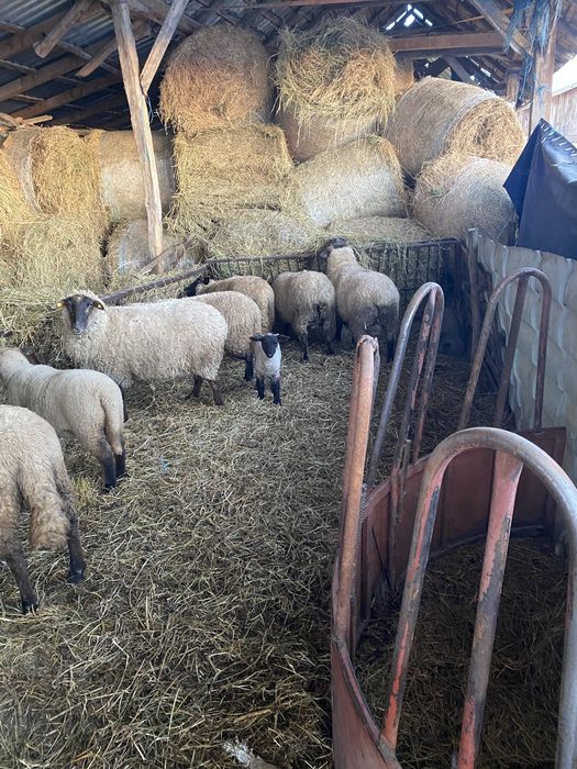 Vand oi rasa suffolk