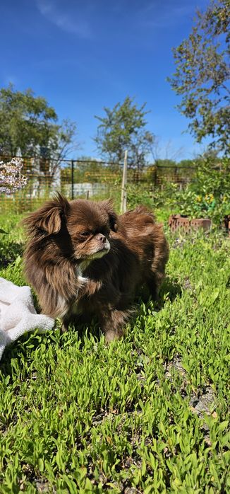 Ищем мужчину для вязки.