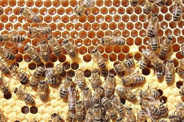 Пчелы. Пчелопакеты породы карника .Принимаем заказы на весну.: 30 000 ...