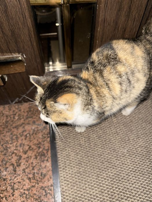 Отдам кошку бесплатно