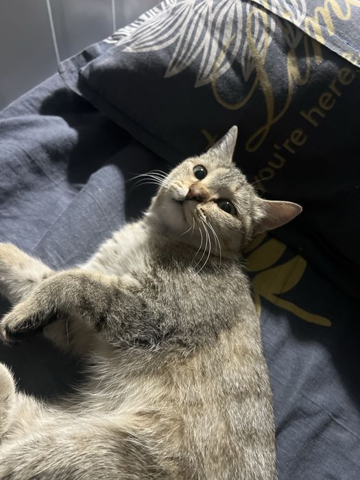 Uy mushugi latokka organgan