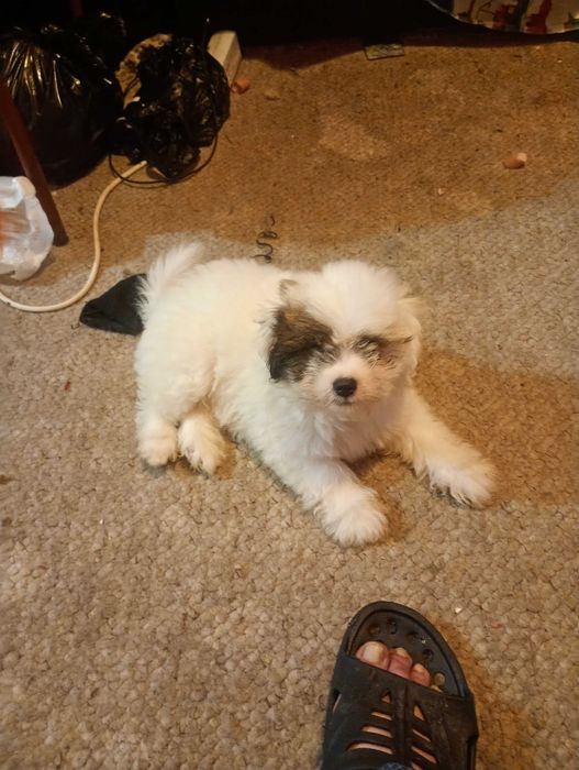 Cine vrea cățeluși au două luni