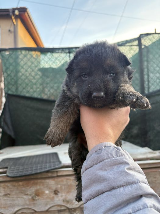 Бебета Немски Овчарки