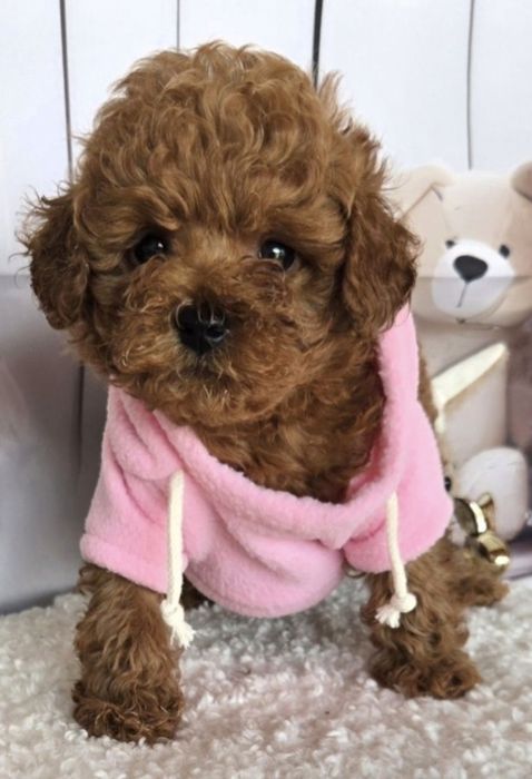 Пудел той / Poodle toy с генетични тестове на родитерите и родословие