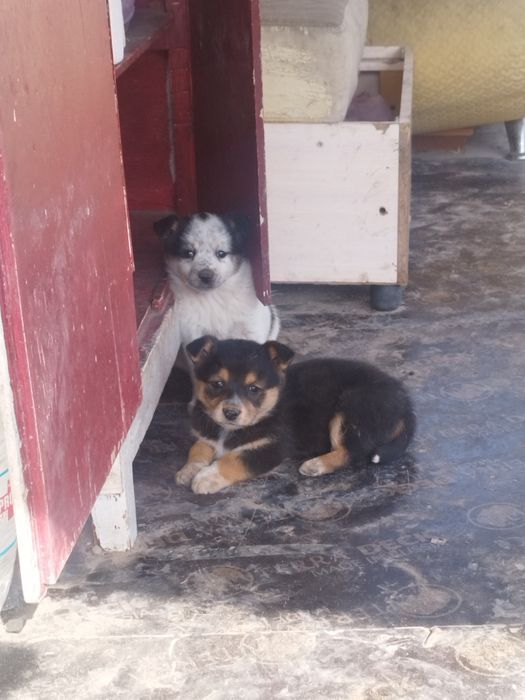 отдам щенков в добрые заботливые руки