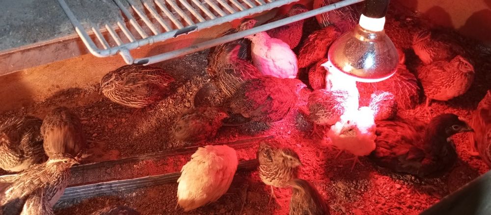 Япон манжур бедана сотилади 35 кунлик