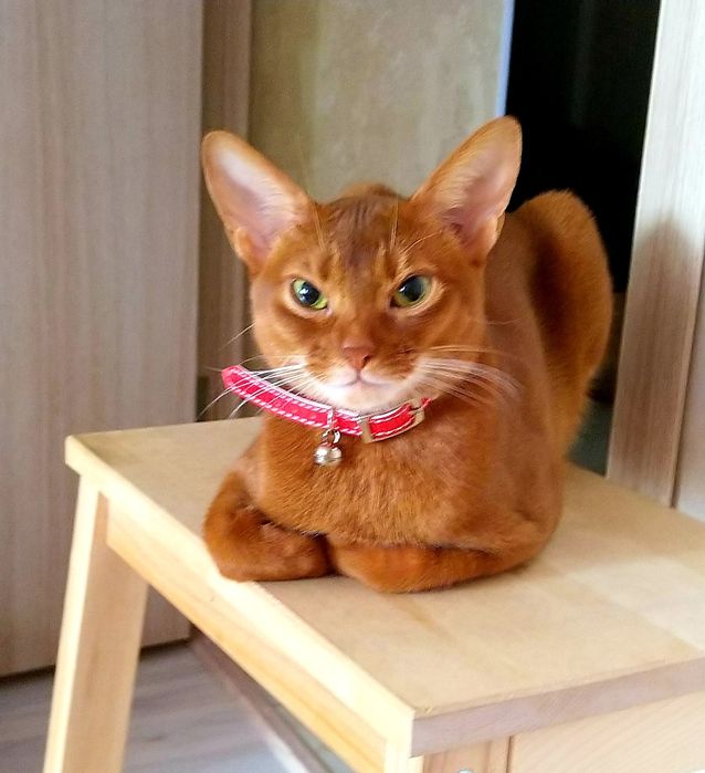 Абиссинские Котята. ДОСТАВКА