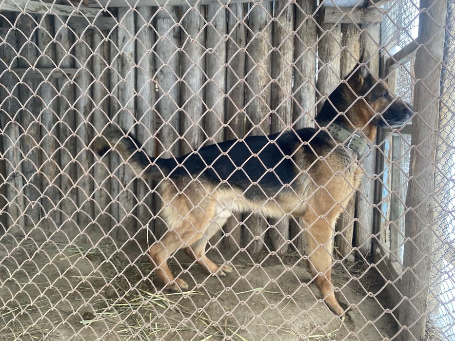 Продам овчарка с документом