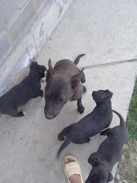 Щенки, малинуа 2,5 месяца