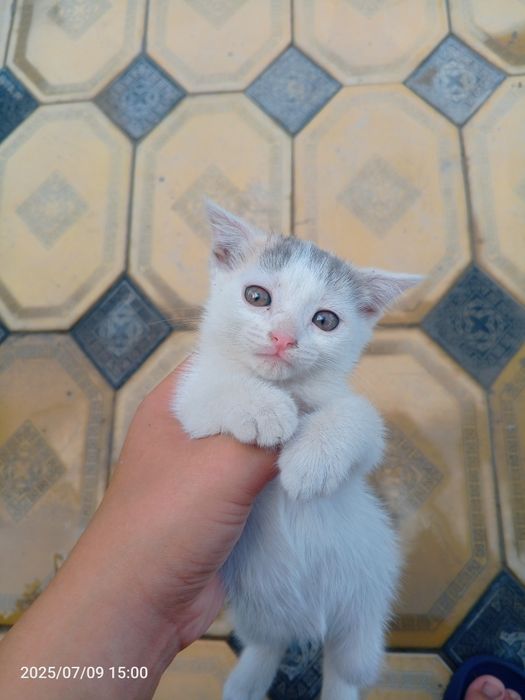 Мышық шатылански қыз мышық