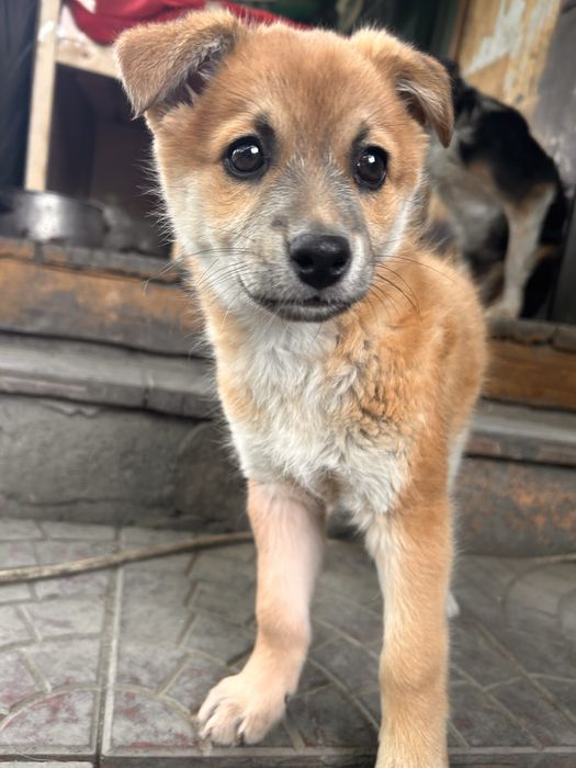 Отдам щенка бесплатно