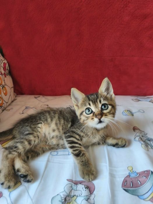 Спешно се търси дом