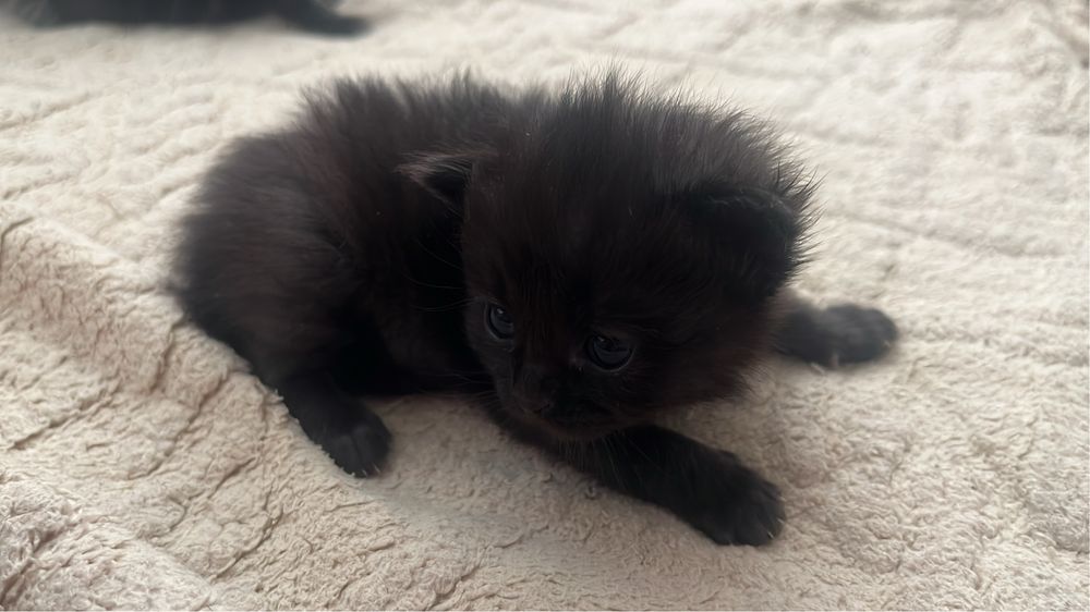 Отдам котят в добрые руки