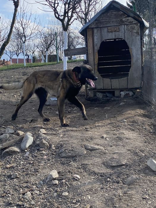 Vand femela Belgian Malinois