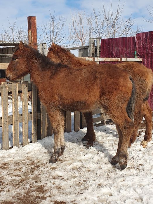 Тай еркек сатылады.