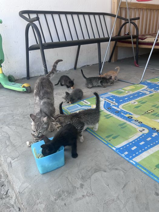 Отдам котят в хорошие руки
