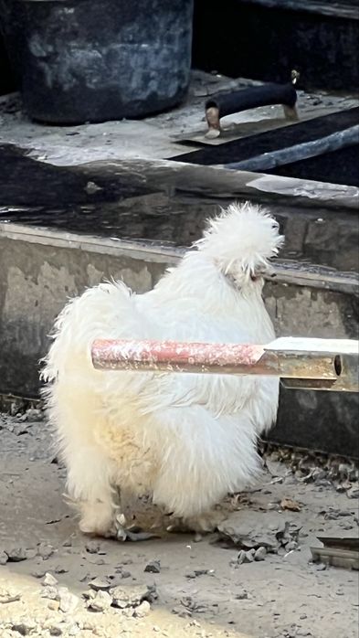 Хуроз  сотилади 2
