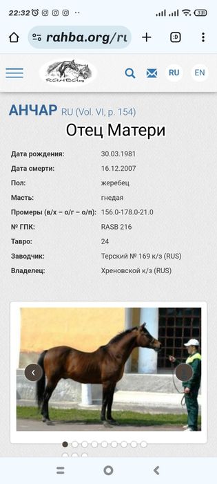 Продам Арабского жеребца потомка знаменитых жеребцов