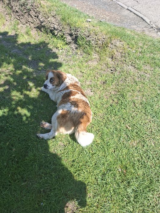 Câine frumos pentru adopție,fetita in Timișoara sau un zona