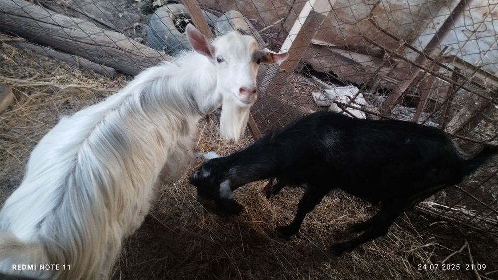 Теке альпийская.