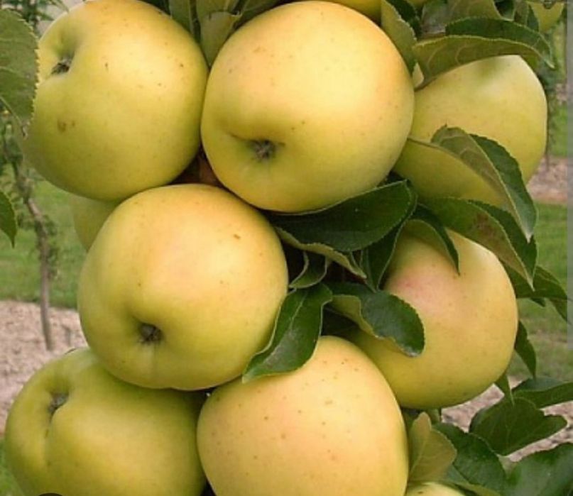Саженцы яблок .