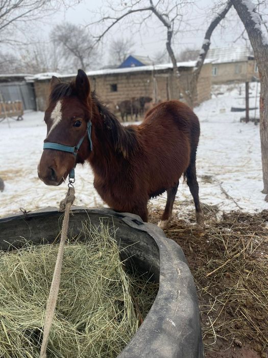 Жабагы тай сатылады