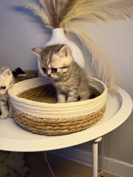 Продаются котята